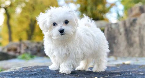 live maltese puppies.